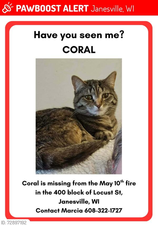 Lost Female Cat last seen Johnson St., Racine St, Janesville, WI 53548
