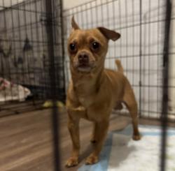 Reunited Male Dog last seen W Adam’s Blvd & Flower St, Los Angeles, CA 90007