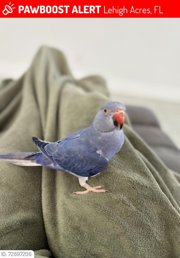 Lost Unknown Bird last seen Sunniland blvd and lee blvd , Lehigh Acres, FL 33936