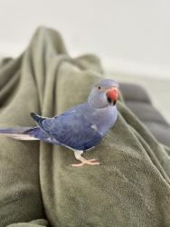 Lost Unknown Bird last seen Sunniland blvd and lee blvd , Lehigh Acres, FL 33936