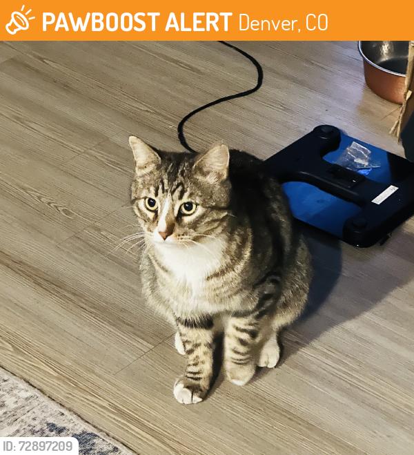 Found/Stray Unknown Cat last seen Tava waters, Denver, CO 80247