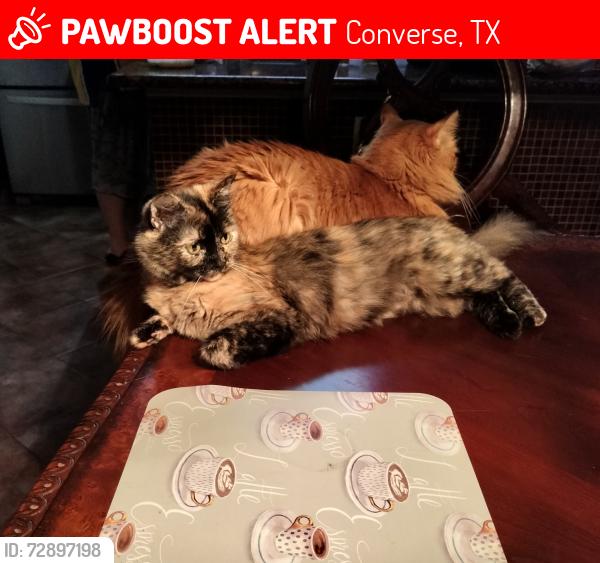 Lost Female Cat last seen FM 78/Near Judson High School, Converse, TX 78109