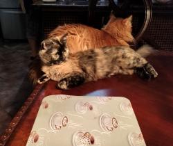 Lost Female Cat last seen FM 78/Near Judson High School, Converse, TX 78109