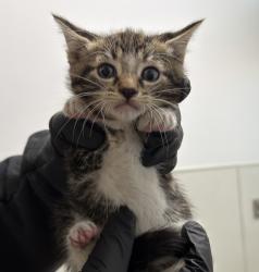Shelter Stray Female Cat last seen 40th Street, San Diego, CA, 92113, San Diego, CA 92110