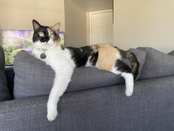 Lost Female Cat last seen Ray and 48th St , Phoenix, AZ 85044