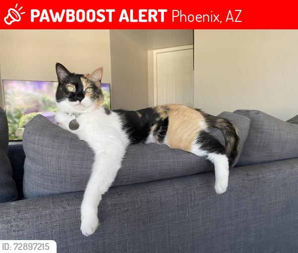 Lost Female Cat last seen Ray and 48th St , Phoenix, AZ 85044