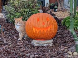 Reunited Male Cat last seen Azalea park neighborhood , San Diego, CA 92105