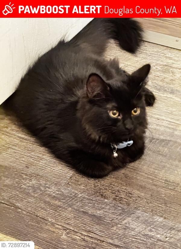 Lost Male Cat last seen Nile, Douglas County, WA 98802