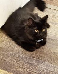 Lost Male Cat last seen Nile, Douglas County, WA 98802