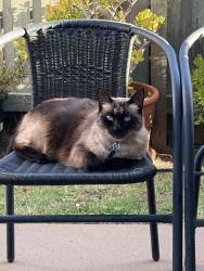 Lost Female Cat last seen Kearneys St and park, Kearneys Spring, QLD 4350