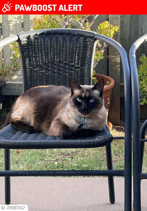 Lost Female Cat last seen Kearneys St and park, Kearneys Spring, QLD 4350