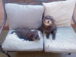 Found/Stray Female Dog last seen Ashley Rd and mountain dr, Santa Barbara, CA 93101