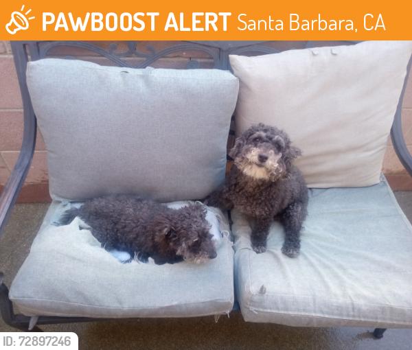Found/Stray Female Dog last seen Ashley Rd and mountain dr, Santa Barbara, CA 93101