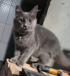 Lost Female Cat last seen , Boqueirão, PR 