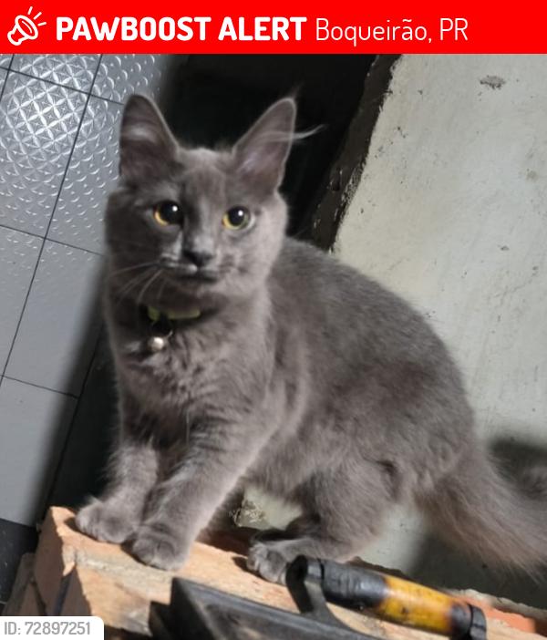 Lost Female Cat last seen , Boqueirão, PR 