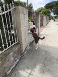 Lost Female Dog last seen N oak Ave , Pasadena, CA 91101