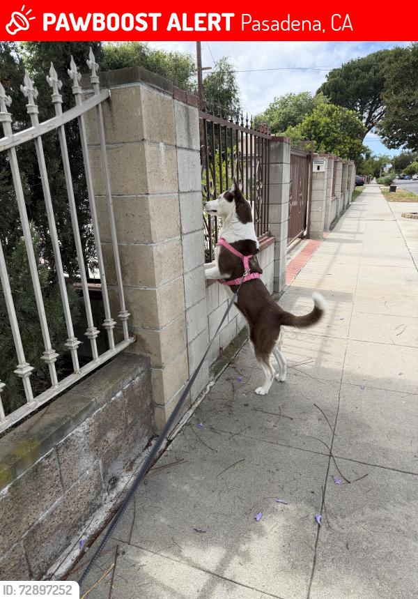 Lost Female Dog last seen N oak Ave , Pasadena, CA 91101