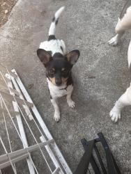 Found/Stray Male Dog last seen Patria street Southside Winston Salem , Winston-Salem, NC 27127