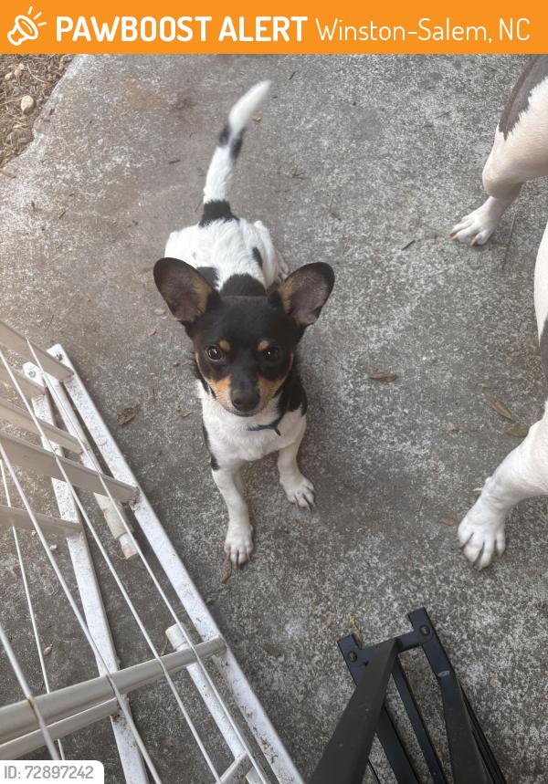 Found/Stray Male Dog last seen Patria street Southside Winston Salem , Winston-Salem, NC 27127