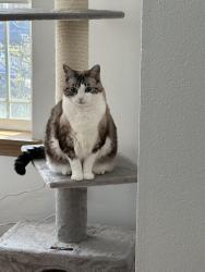 Lost Female Cat last seen 49th and 31st streets , Tacoma, WA 98422