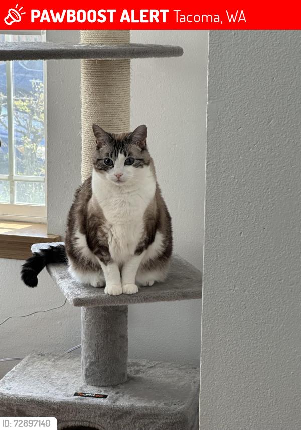 Lost Female Cat last seen 49th and 31st streets , Tacoma, WA 98422