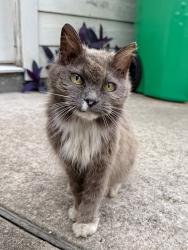 Found/Stray Female Cat last seen Westbrook Lakes neighborhood, Houston, TX 77041