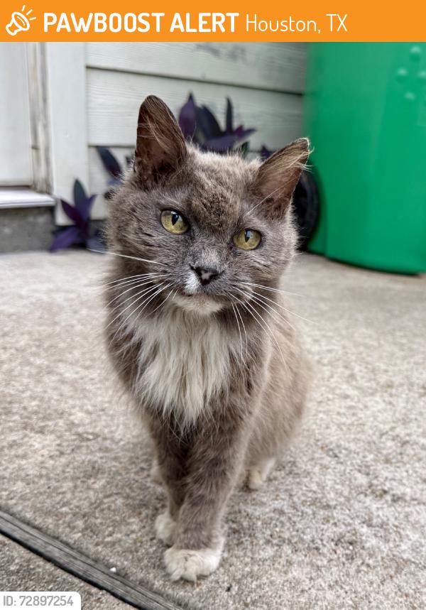 Found/Stray Female Cat last seen Westbrook Lakes neighborhood, Houston, TX 77041