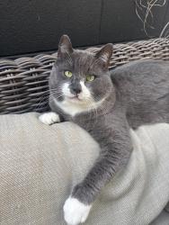 Lost Male Cat last seen State street , Carlsbad, CA 92008