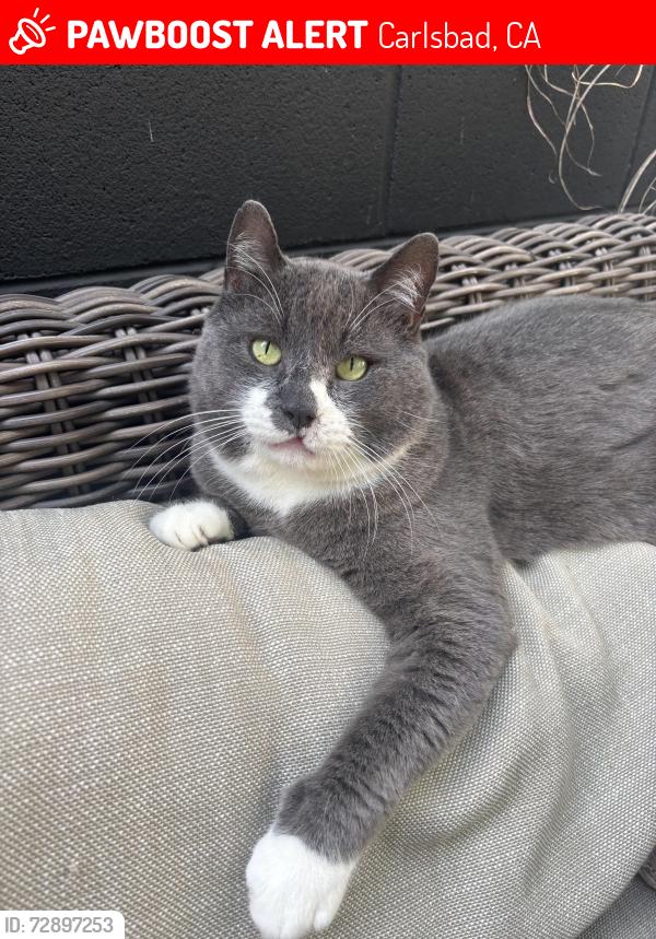 Lost Male Cat last seen State street , Carlsbad, CA 92008