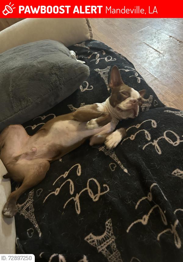 Lost Male Dog last seen Walgreens and Rouses on Hwy22, Mandeville, LA 70471