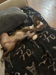 Lost Male Dog last seen Walgreens and Rouses on Hwy22, Mandeville, LA 70471
