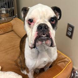 Shelter Stray Male Dog last seen , Red Bank, TN 37415