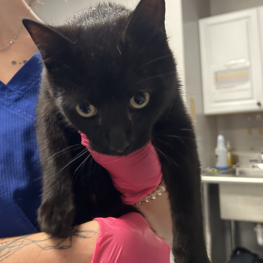 Shelter Stray Male Cat last seen , Greenville, SC 29609