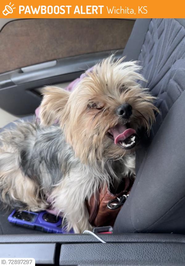 Found/Stray Male Dog last seen Pershing and Boston, Wichita, KS 67218