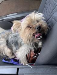 Found/Stray Male Dog last seen Pershing and Boston, Wichita, KS 67218