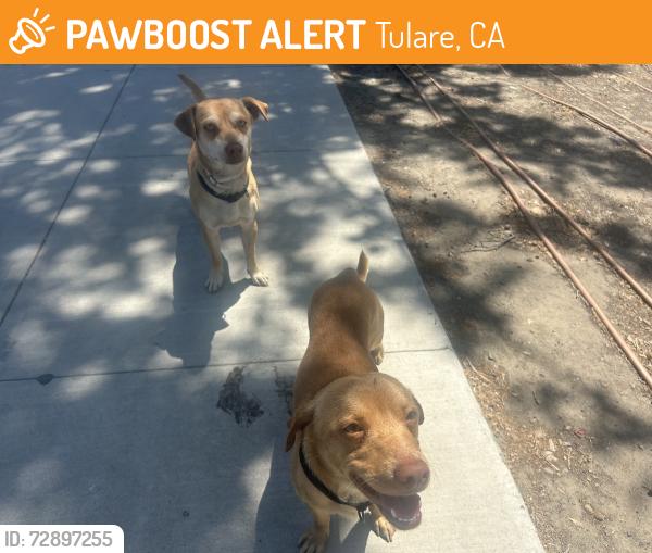 Found/Stray Male Dog last seen Santa Clara and Inyo street by Dollar General, Tulare, CA 93274