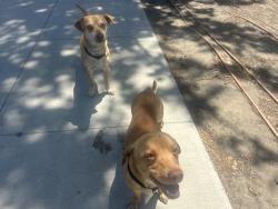Found/Stray Male Dog last seen Santa Clara and Inyo street by Dollar General, Tulare, CA 93274