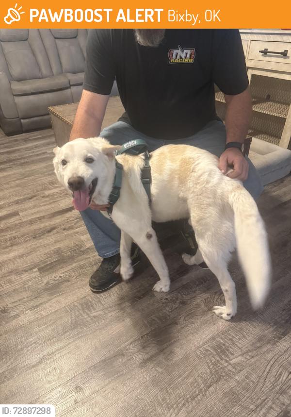 Found/Stray Male Dog last seen Conrad Farms, Bixby, OK 74008