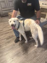Found/Stray Male Dog last seen Conrad Farms, Bixby, OK 74008