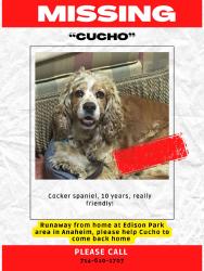 Lost Male Dog last seen La palma ave and romneya dr, Anaheim, CA 92805