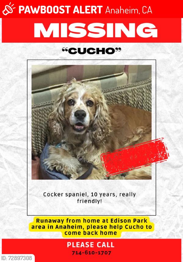 Lost Male Dog last seen La palma ave and romneya dr, Anaheim, CA 92805