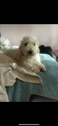 Lost Female Dog last seen Near over ridge dr , Grand Prairie, TX 75052