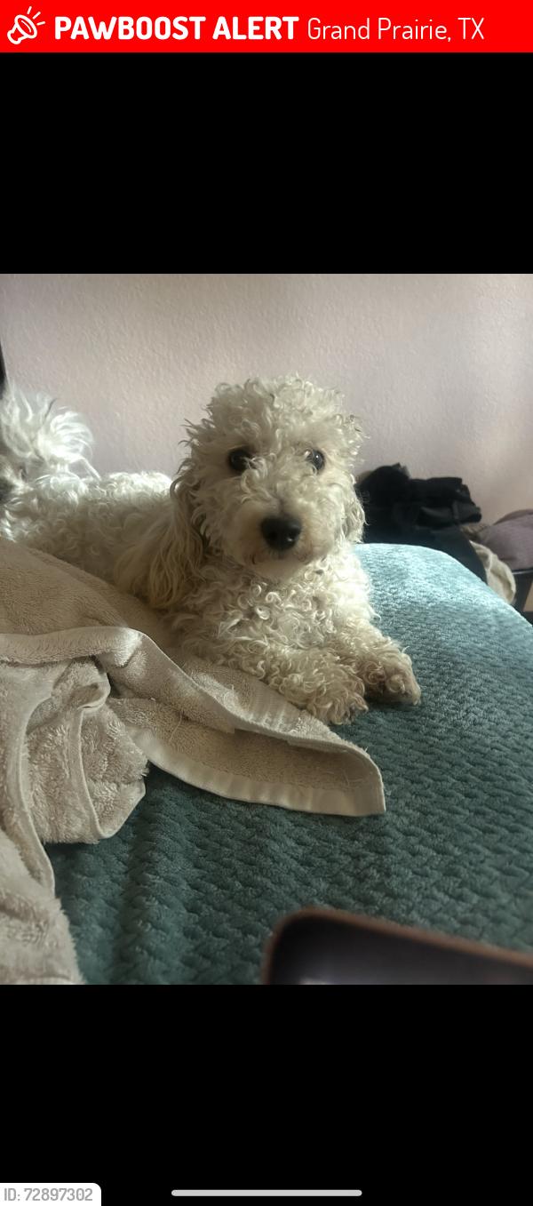 Lost Female Dog last seen Near over ridge dr , Grand Prairie, TX 75052