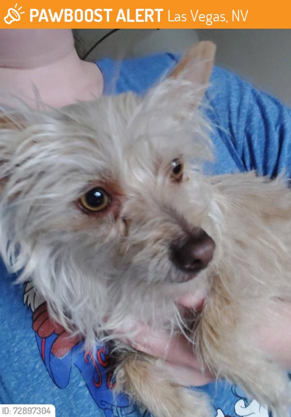 Found/Stray Female Dog last seen Saylor Way, Las Vegas, NV 89108