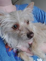 Found/Stray Female Dog last seen Saylor Way, Las Vegas, NV 89108