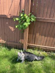 Reunited Male Cat last seen sals furniture store , North Providence, RI 02904