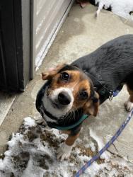 Lost Female Dog last seen Say Ave and east 5th Ave Columbus, OH, Columbus, OH 43201