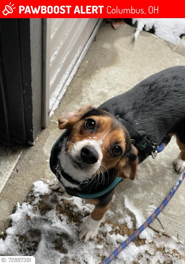 Lost Female Dog last seen Say Ave and east 5th Ave Columbus, OH, Columbus, OH 43201
