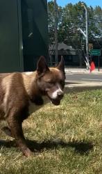 Found/Stray Unknown Dog last seen Near the intersection of Lawrence Expy and Saratogs Ave, San Jose, CA 95070