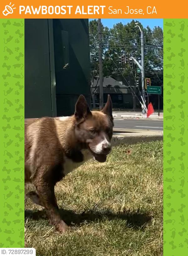 Found/Stray Unknown Dog last seen Near the intersection of Lawrence Expy and Saratogs Ave, San Jose, CA 95070